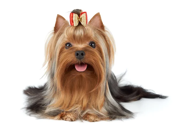 弓で美しい犬 ロイヤリティフリーのストック写真