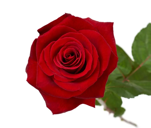 Red rose — Stock Photo, Image