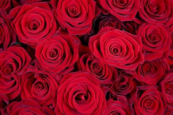 Rose background — Stock Photo, Image