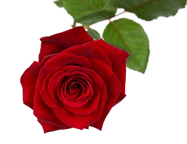 One rose Royalty Free Stock Images