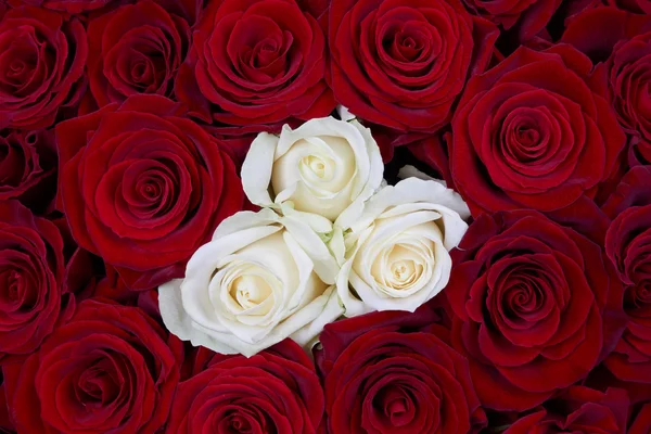 White and red roses — Stock Photo, Image