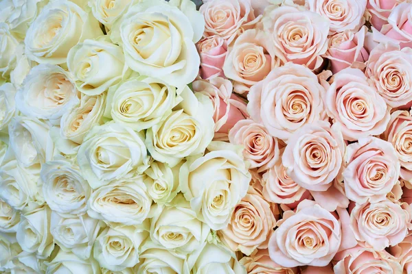 Rosa e rosas brancas — Fotografia de Stock