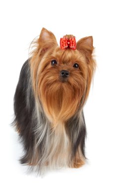 Kırmızı yay ile köpek