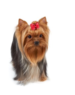 Köpek büyük güzel gözlü