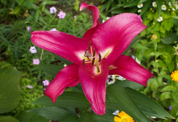 Purpurowy róż Lilia (Lilium) — Zdjęcie stockowe