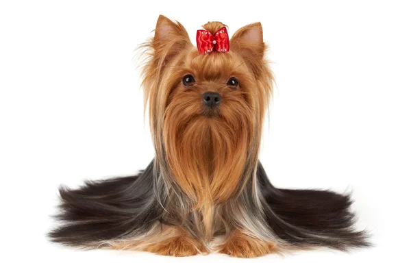 Cão com cabelo vermelho brilhante no focinho — Fotografia de Stock