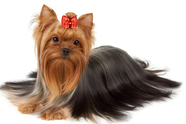 En Yorkshire Terrier isolerad på vit — Stockfoto