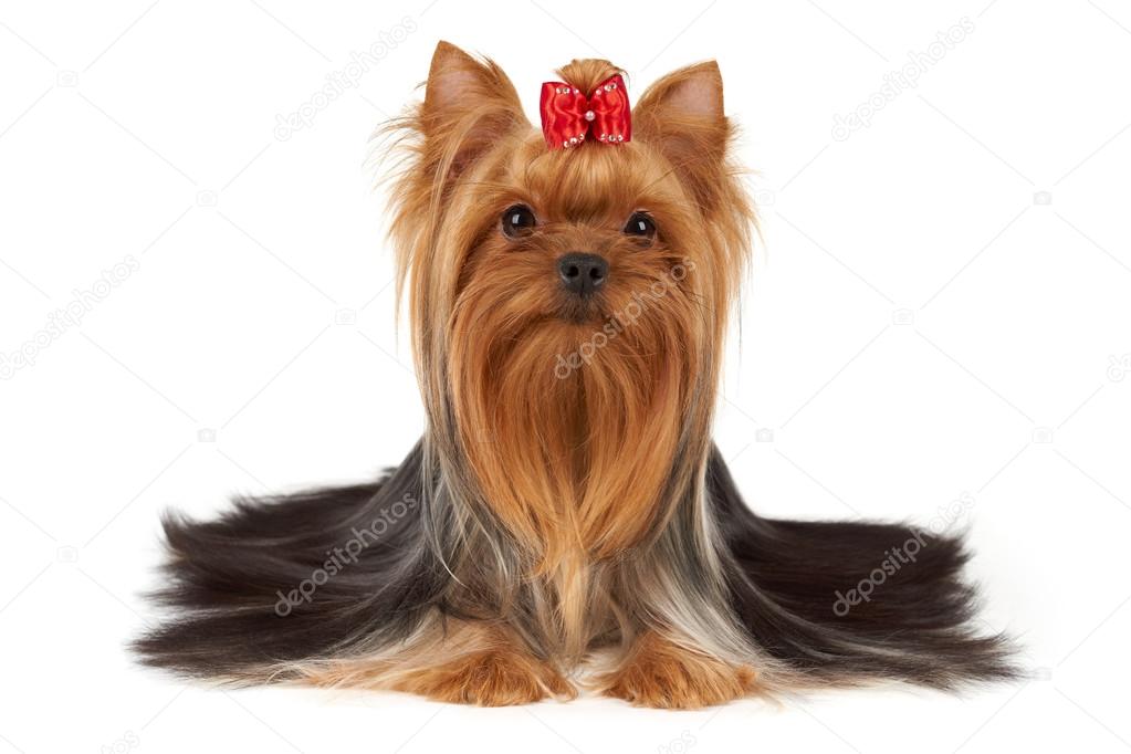 Dog with bright red hair on muzzle