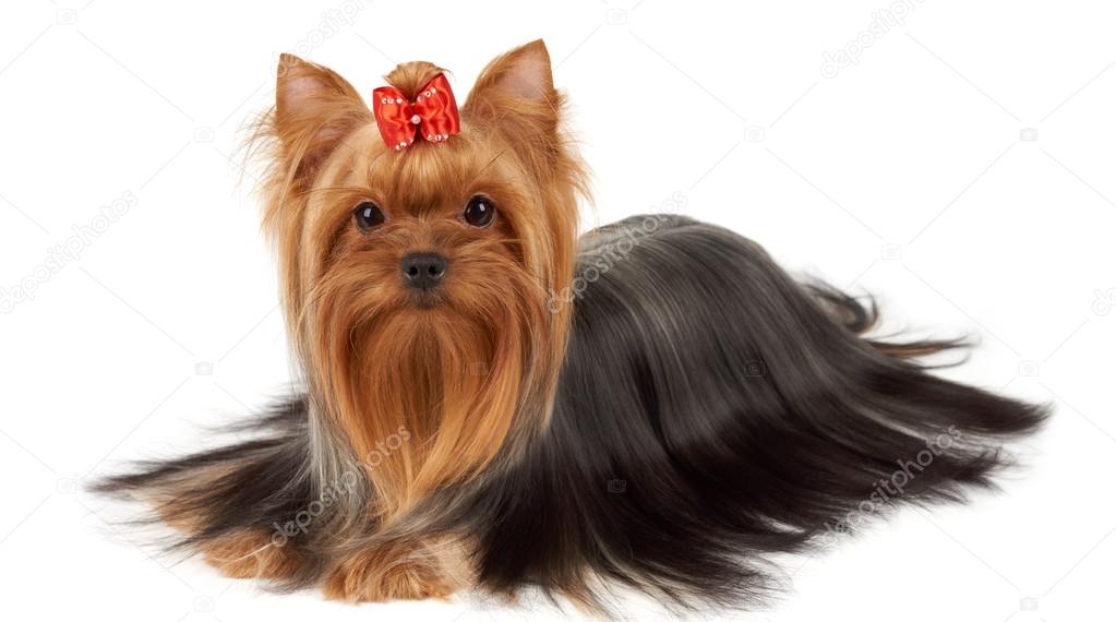 Yorkie with professionally groomed hair