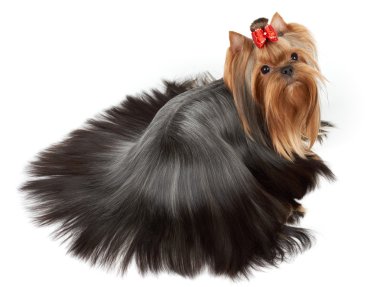 Dog with accurately combed hair clipart
