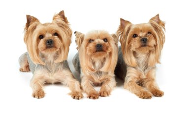 Beyaz üzerinde üç bakımlı köpek