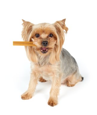 Ağız diş sopa ile köpek