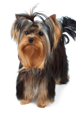 Puppy with top knot clipart