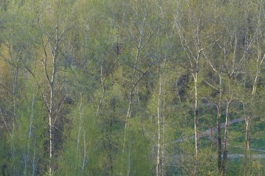 taze yeşil yeşillik