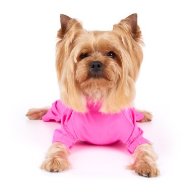 Köpek pembe tulum içinde