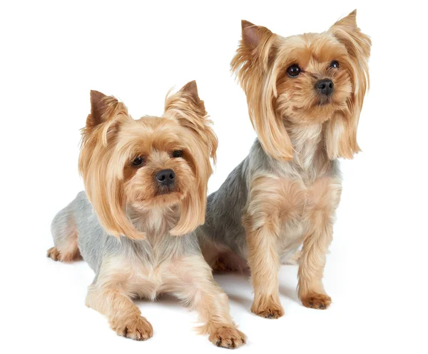 Two cute dogs — Stock Photo, Image