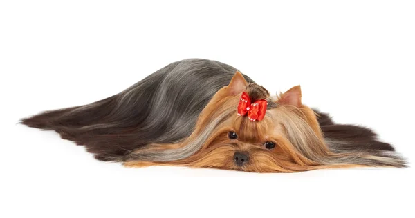 Yorkie of show class with scattered hair — Stock Photo, Image