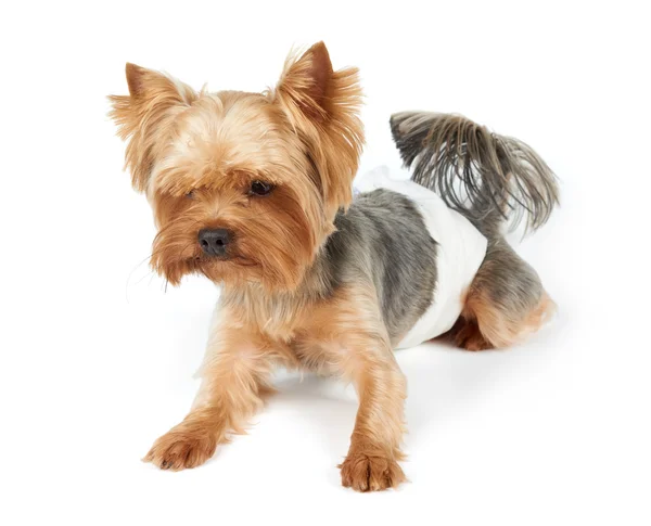 Bezli erkek köpek