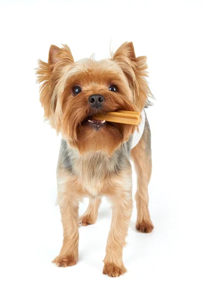 Yorkie mâche son bâton dentaire — Photo