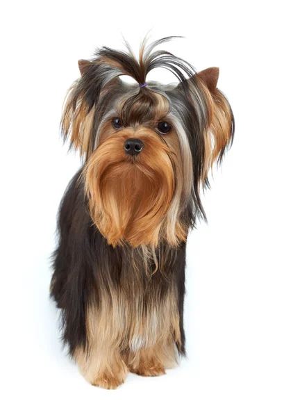 Cão com nó superior elegante — Fotografia de Stock