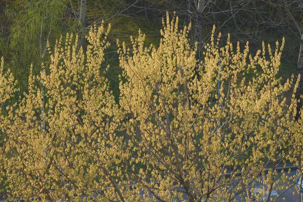 Árbol floreciente — Foto de Stock