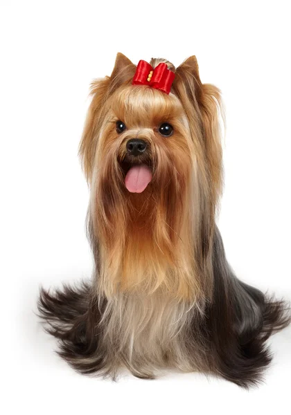 Show class dog with bow — Stock Photo, Image