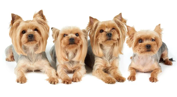 Четыре ухоженных собаки над белым Лицензионные Стоковые Изображения