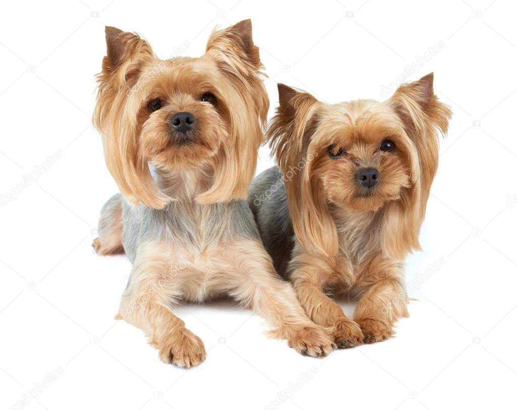 Two haircut dogs