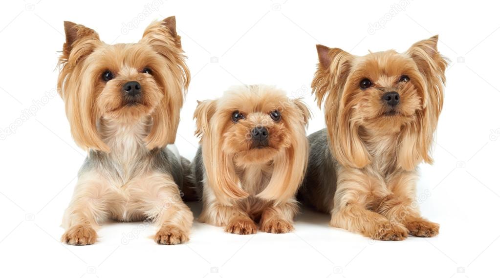 Three dogs with haircut