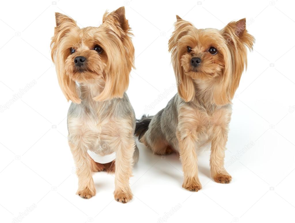 Dogs with haircut
