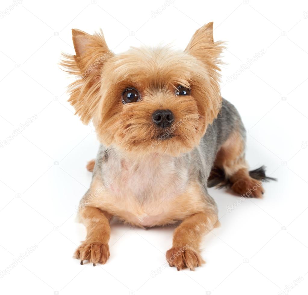 Picture Yorkie Hair Cuts Yorkie With Short Haircut Stock