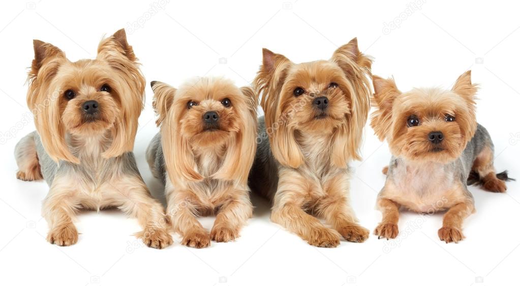 Four groomed dogs over white