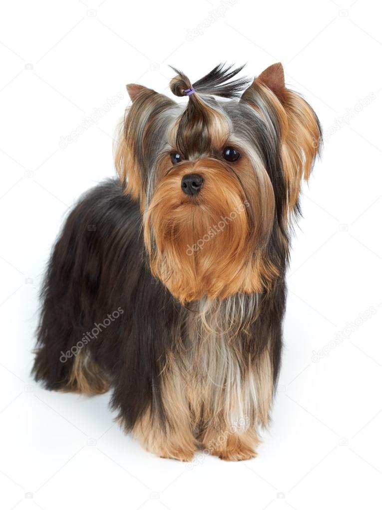 Yorkie with stylish top knot