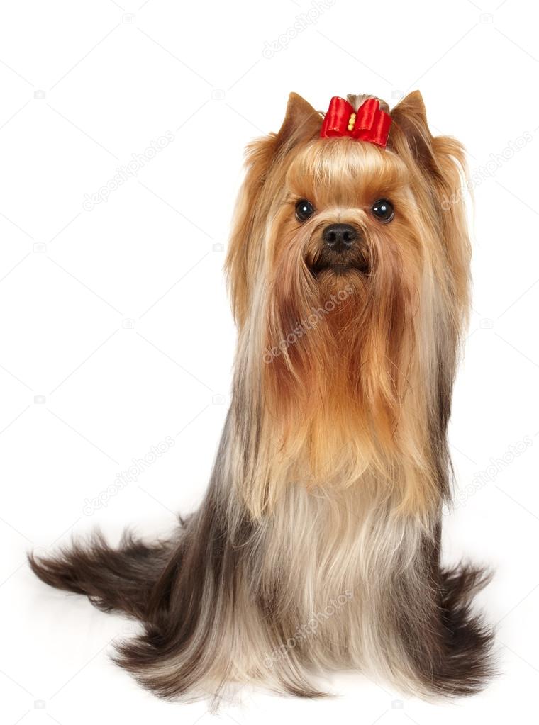 Yorkie with bow Show class yorkie with bow — Stock Photo © photopotam