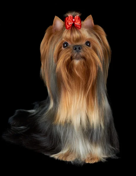 Beautiful Yorkie looks up — Stock Photo, Image