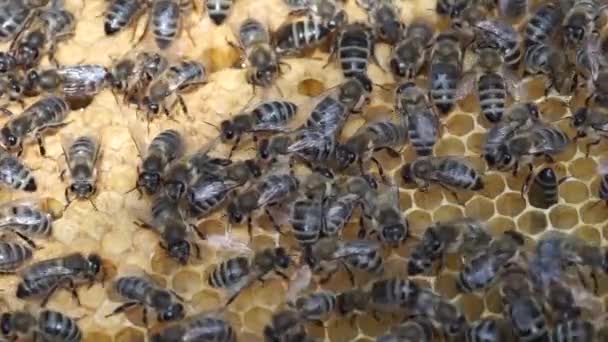 Honingbijen — Stockvideo