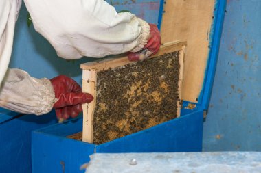 Arıcı çerçeve koyar 