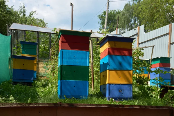 Bunte Bienenstöcke im Garten — Stockfoto