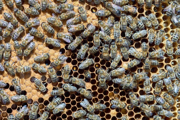 Пчелы за работой — стоковое фото