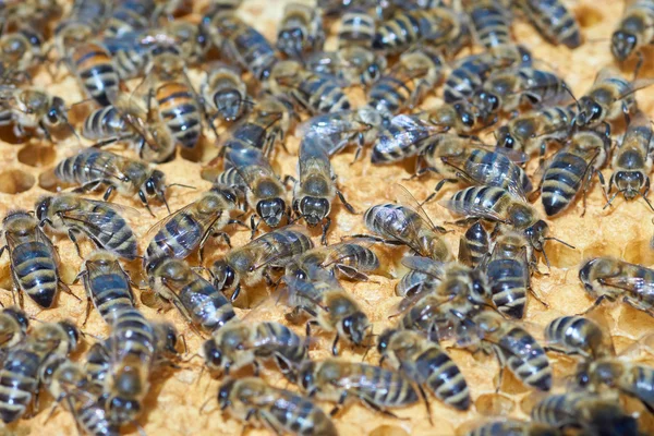 Рабочие пчелы на медовом комбайне — стоковое фото
