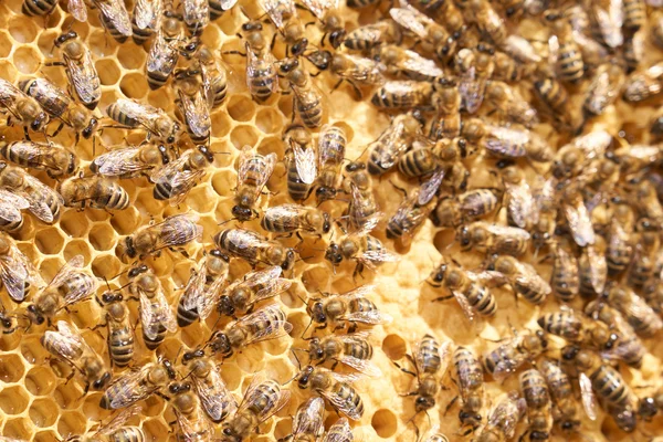 Honigwabe mit vielen Bienen — Stockfoto