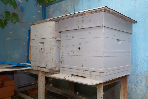 Zwei Bienenstöcke — Stockfoto