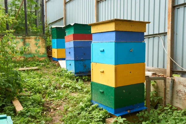 Drei bunte Bienenstöcke — Stockfoto