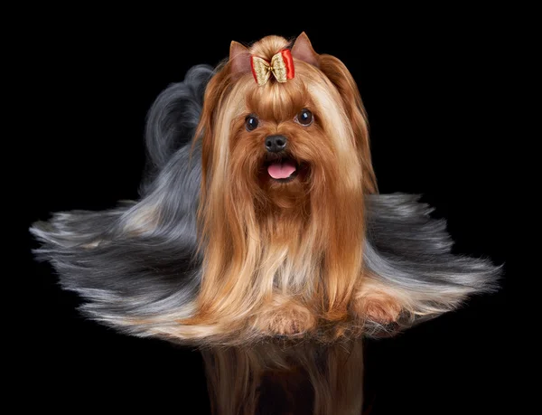 Yorkshire terrier z kokardą czerwony — Zdjęcie stockowe