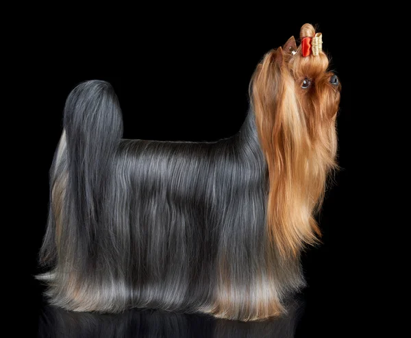 Dog stands on black — Stock Photo, Image
