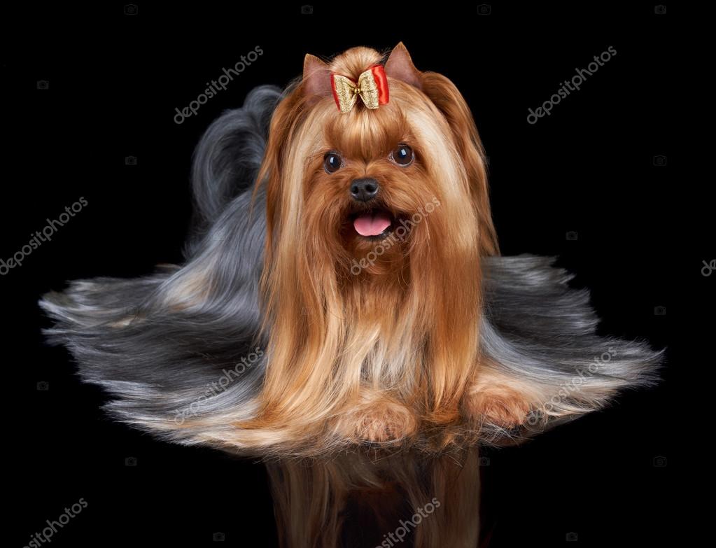 约克夏犬红色蝴蝶结——图库图片© photopotam #79435388, image size:1023x783