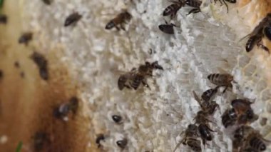 işçi arılar petek üzerinde