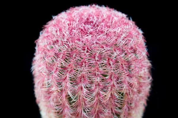 Cactus Echinocereus — Foto Stock
