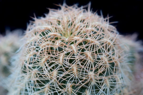 Kaktüs. Sulcorebutia crispata