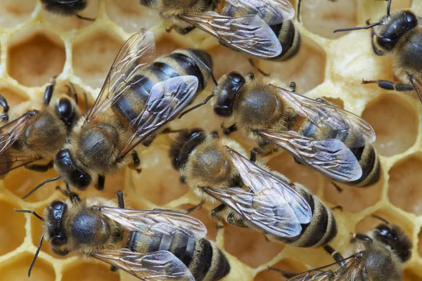 Медовые пчелы над личинками — стоковое фото